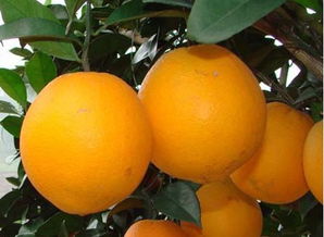 【供应佳和农产品广东绿色水果 脐橙】- 中国水果网