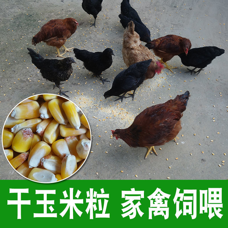 干养鸡喂鸡钓鱼打苞米饱满餐饮生鲜玉米五谷杂粮食用农产品等外冷